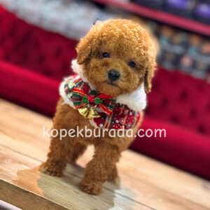 KIPKIRMIZI RED TOY POODLE SEVİMLİ YAVRULAR