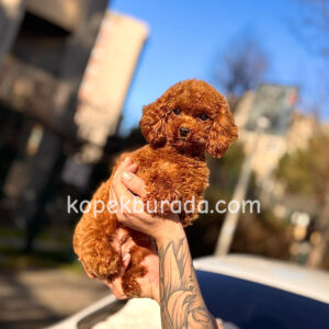 Sevimli toy poodle kıpkırmızı yavrular