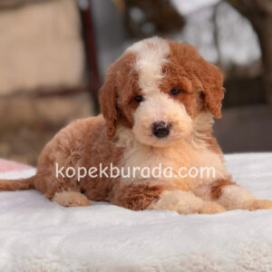 MALTİPOO CİNSİ YAVRULAR