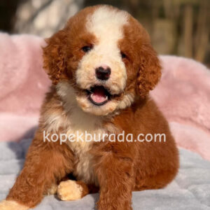 MALTİPOO CİNSİ YAVRULAR