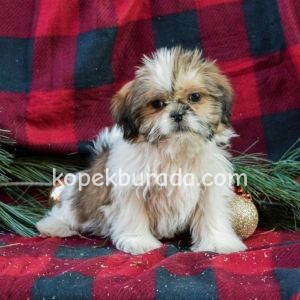 Shih tzu cinsi ev üretimi yavrular