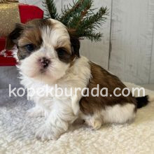 Shih tzu cinsi ev üretimi yavrular - fotoğraf 2