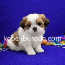 Shih tzu cinsi ev üretimi yavrular - fotoğraf 2