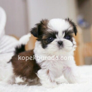 Shih tzu cinsi ev üretimi yavrular
