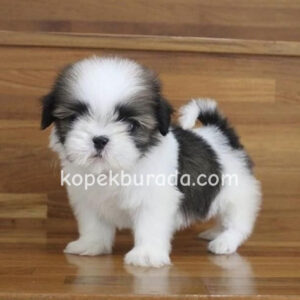 Shih tzu cinsi ev üretimi yavrular - fotoğraf 2