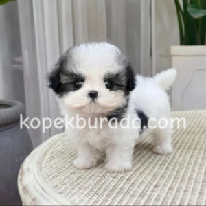Shih tzu cinsi ev üretimi yavrular - fotoğraf 2