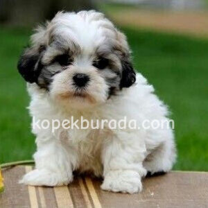 Shih tzu cinsi ev üretimi yavrular - fotoğraf 2