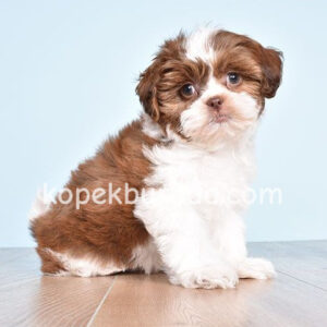 Shih tzu cinsi ev üretimi yavrular - fotoğraf 2