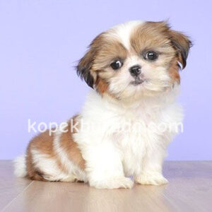 Shih tzu cinsi ev üretimi yavrular