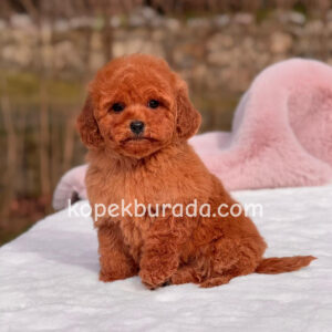 TOY POODLE SEVİMLİ YAVRULAR EV ÜRETİMİ