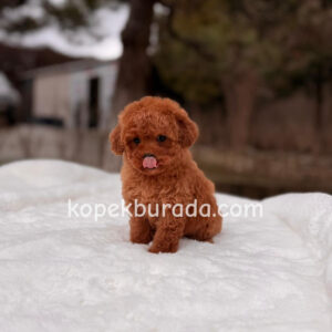 TOY POODLE SEVİMLİ YAVRULAR EV ÜRETİMİ