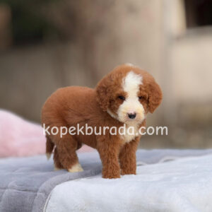 MALTİPOO CİNSİ YAVRULAR