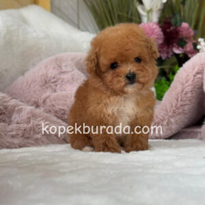 MALTİPOO CİNSİ YAVRULAR