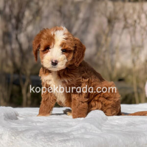 MALTİPOO CİNSİ YAVRULAR