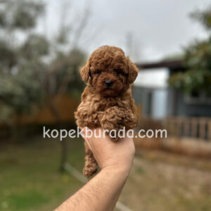 TOY POODLE SEVİMLİ YAVRULAR EV ÜRETİMİ