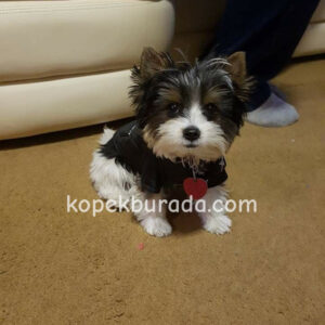 Shih tzu cinsi ev üretimi yavrular