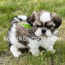Shih tzu cinsi ev üretimi yavrular - fotoğraf 2