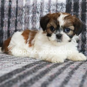 Shih tzu cinsi ev üretimi yavrular - fotoğraf 2