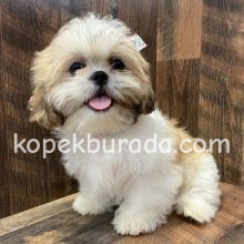 Shih tzu cinsi ev üretimi yavrular