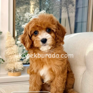 MALTİPOO CİNSİ YAVRULAR