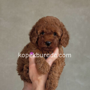 TOY POODLE SEVİMLİ YAVRULAR EV ÜRETİMİ