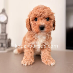 MALTİPOO CİNSİ YAVRULAR