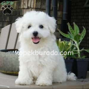KAR BEYAZ MALTESE TERRİER CİNSLERİ
