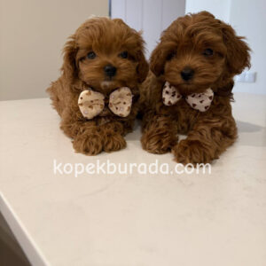 TOY POODLE SEVİMLİ YAVRULAR EV ÜRETİMİ