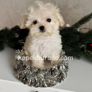 Maltese terrier cinsi yavrular ev üretimi yavrular - fotoğraf 2