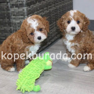 Maltipoo cinsi yavrular - fotoğraf 2