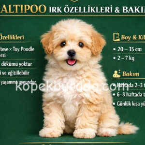 Maltipoo cinsi yavrular