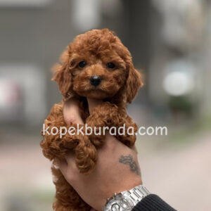 TOY POODLE SEVİMLİ YAVRULAR EV ÜRETİMİ