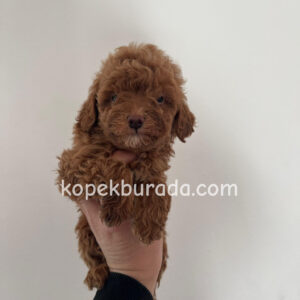 TOY POODLE SEVİMLİ YAVRULAR EV ÜRETİMİ