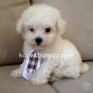 MALTESE TERRİER CİNSİ