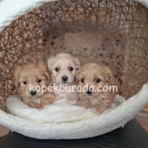 Maltipoo cinsi yavrular