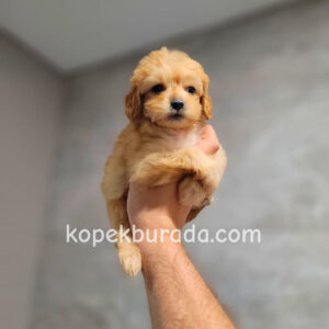 Maltipoo cinsi yavrular - fotoğraf 2