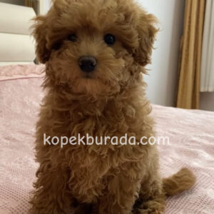 TOY POODLE SEVİMLİ YAVRULAR EV ÜRETİMİ