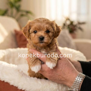 Maltipoo cinsi yavrular
