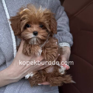 TOY POODLE SEVİMLİ YAVRULAR EV ÜRETİMİ
