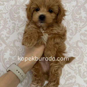 TOY POODLE SEVİMLİ YAVRULAR EV ÜRETİMİ