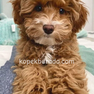 Maltipoo cinsi yavrular - fotoğraf 2