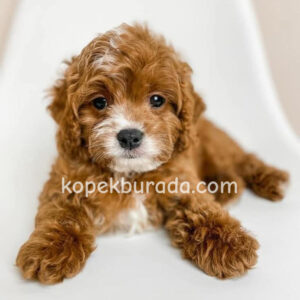 Maltipoo cinsi yavrular
