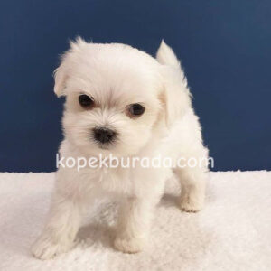 Maltese terrier cinsi yavrular ev üretimi yavrular