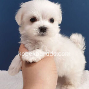 Maltese terrier cinsi yavrular ev üretimi yavrular - fotoğraf 2