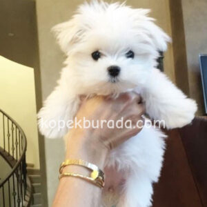 Maltese terrier cinsi yavrular ev üretimi yavrular