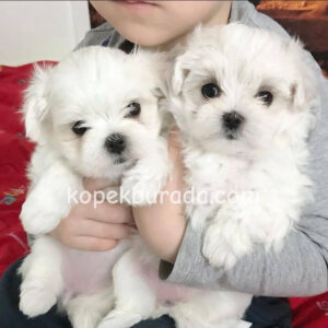 Maltese terrier cinsi yavrular ev üretimi yavrular - fotoğraf 2
