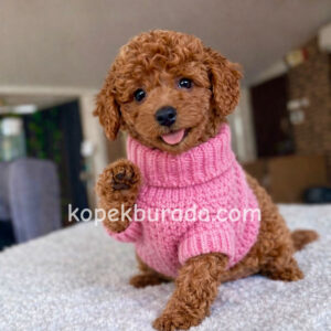 TOY POODLE SEVİMLİ YAVRULAR EV ÜRETİMİ