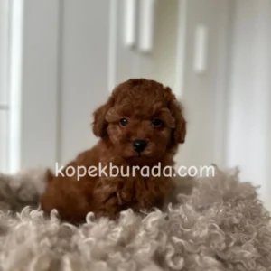 TOY POODLE SEVİMLİ YAVRULAR EV ÜRETİMİ