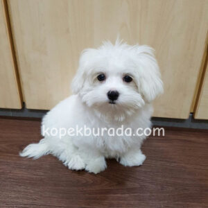 Maltese terrier cinsi yavrular ev üretimi yavrular