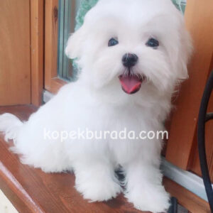 KAR BEYAZ MALTESE TERRİER CİNSLERİ